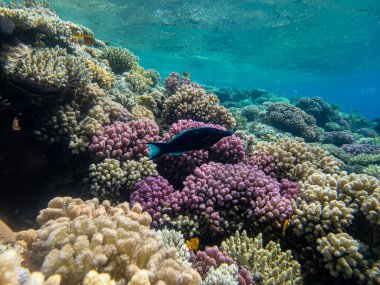 Kızıl Deniz 'in mercan kayalıklarında çulluk ya da kuş buharı.