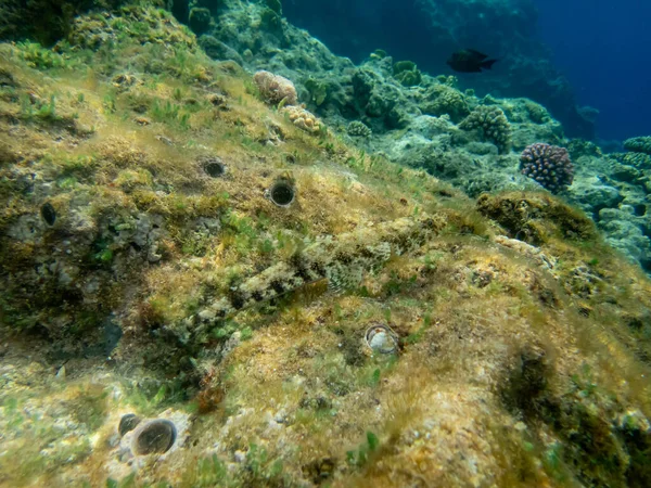 Diversos Habitantes Arrecife Coral Del Mar Rojo — Foto de Stock