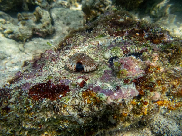 紅海のサンゴ礁に住む多様な人々 — ストック写真