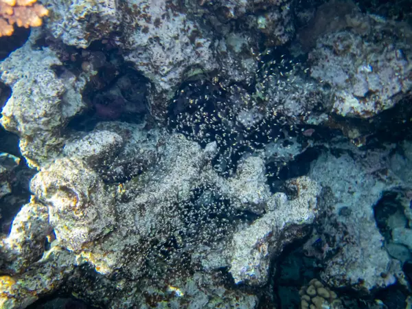 Красочные Обитатели Кораллового Рифа Красного Моря — стоковое фото