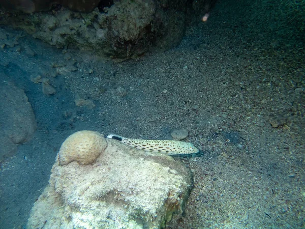 Coloridos Habitantes Arrecife Coral Del Mar Rojo — Foto de Stock