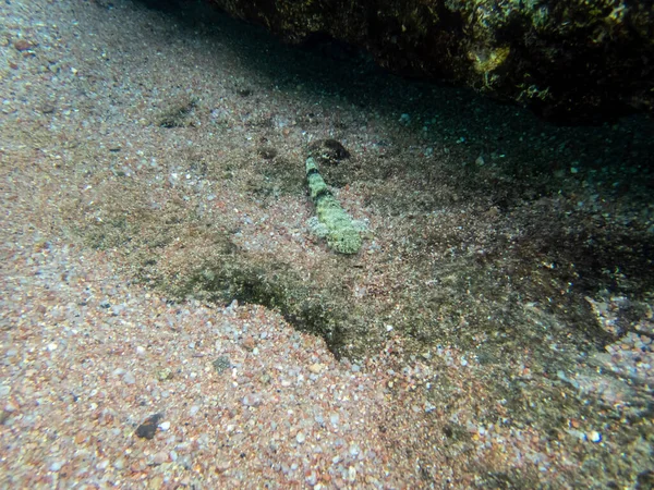 Coloridos Habitantes Arrecife Coral Del Mar Rojo — Foto de Stock
