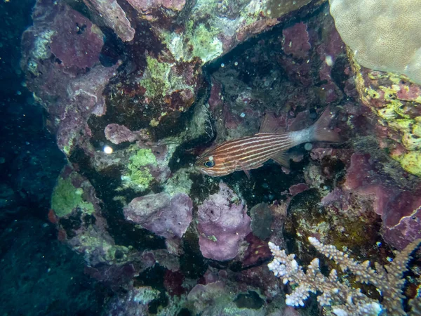 Színes Lakosok Vörös Tenger Korallzátonyán — Stock Fotó