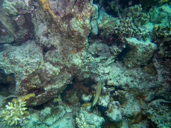 红海珊瑚礁上多姿多彩的居民 — 图库照片