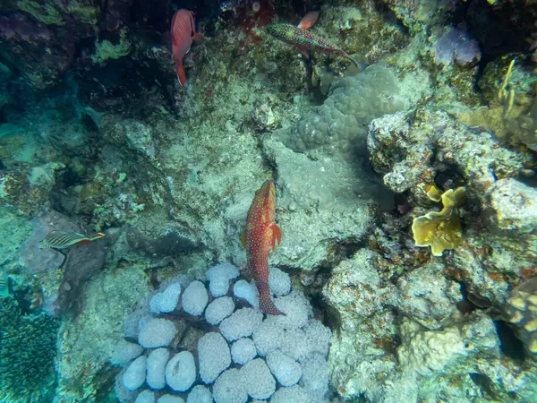 Colorful Inhabitants Coral Reef Red Sea — Stock Photo, Image