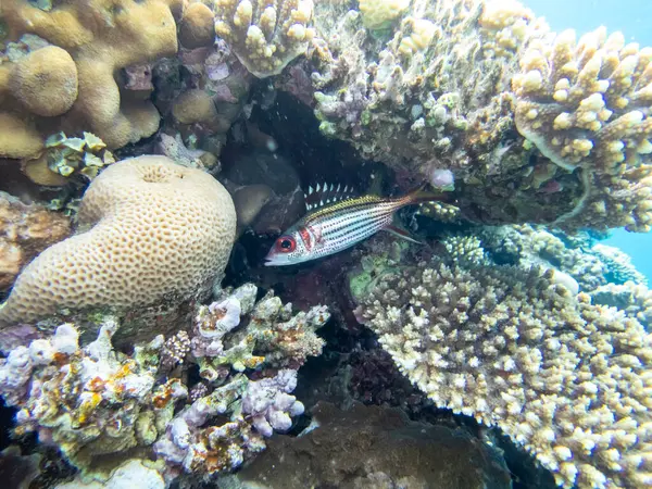 Kolorowi Mieszkańcy Rafy Koralowej Morza Czerwonego — Zdjęcie stockowe