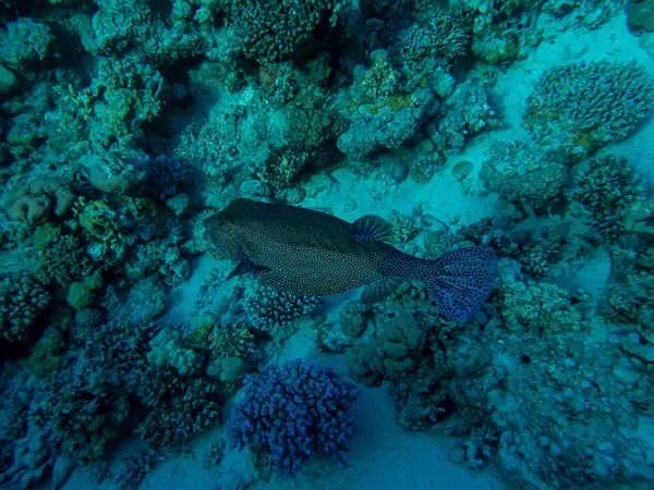 Colorful Inhabitants Coral Reef Red Sea — Stock Photo, Image