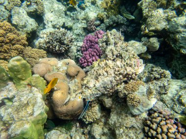 Kızıl Deniz 'in mercan resiflerindeki su altı dünyasının güzel sakinleri.