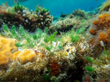 Kızıl Deniz 'in mercan resiflerindeki su altı dünyasının güzel sakinleri.