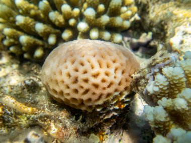 Kızıl Deniz 'in mercan resiflerindeki su altı dünyasının güzel sakinleri.