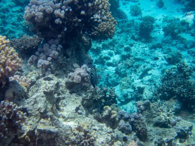 Kızıl Deniz 'deki mercan resiflerinin su altı yaşamı fevkalade güzeldir.