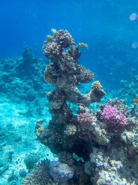 Kızıl Deniz 'deki mercan resiflerinin su altı yaşamı fevkalade güzeldir.