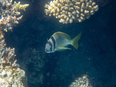 Kızıl Deniz 'deki mercan resiflerinin su altı yaşamı fevkalade güzeldir.