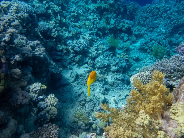 紅海のサンゴ礁の水中世界の美しい住民 — ストック写真