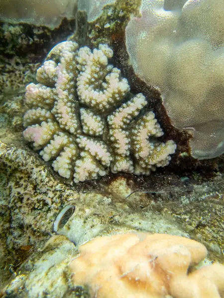 Belos Habitantes Mundo Subaquático Recife Coral Mar Vermelho — Fotografia de Stock