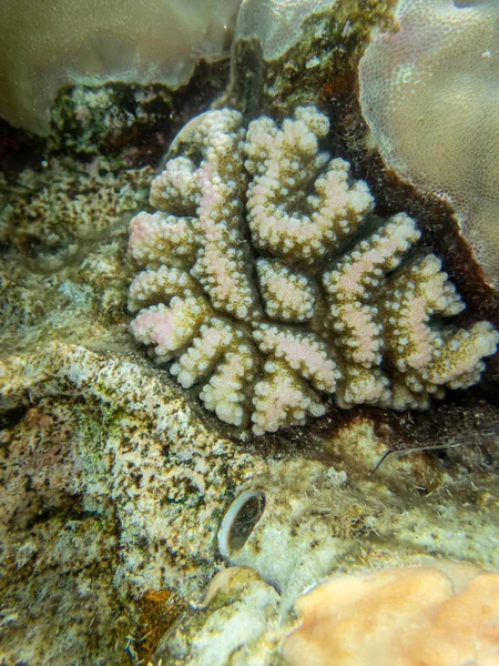 Prachtige Bewoners Van Onderwaterwereld Het Koraalrif Van Rode Zee — Stockfoto