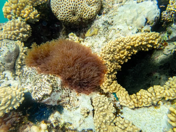 Gyönyörű Lakói Víz Alatti Világ Korallzátony Vörös Tenger — Stock Fotó