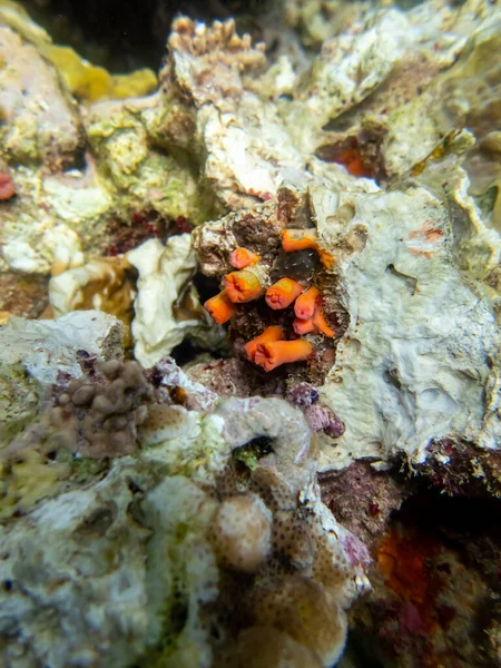 Krásní Obyvatelé Podmořského Světa Korálovém Útesu Rudého Moře — Stock fotografie
