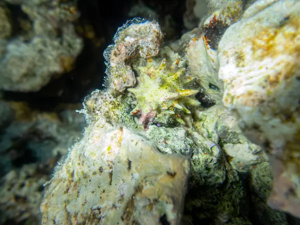 Hermosos Habitantes Del Mundo Submarino Arrecife Coral Del Mar Rojo —  Fotos de Stock