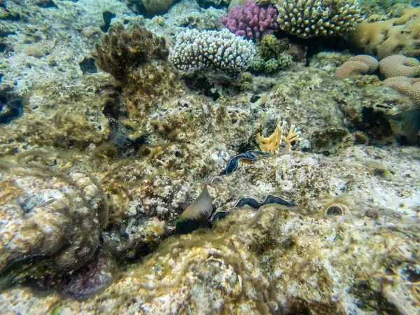 Kızıl Deniz Mercan Resiflerindeki Altı Dünyasının Güzel Sakinleri — Stok fotoğraf