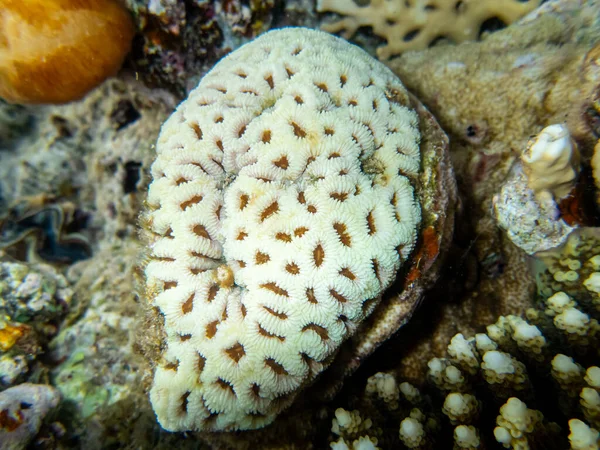 Красивые Обитатели Подводного Мира Коралловом Рифе Красного Моря — стоковое фото