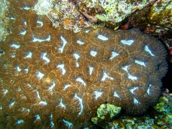 Kızıl Deniz Mercan Resiflerindeki Altı Dünyasının Güzel Sakinleri — Stok fotoğraf