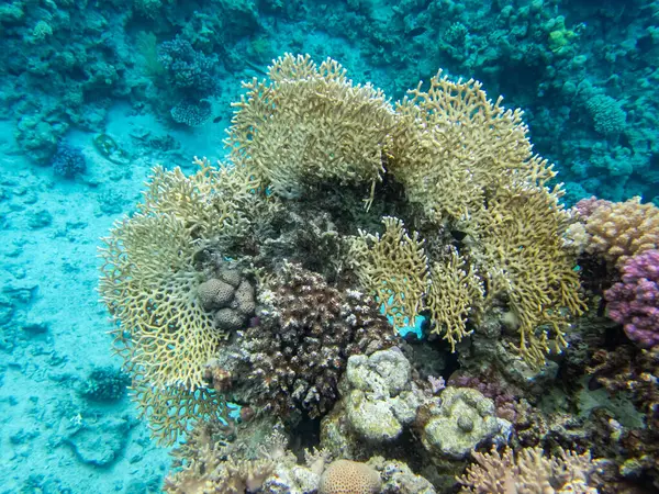 Beautiful Inhabitants Underwater World Coral Reef Red Sea — Stock Photo, Image