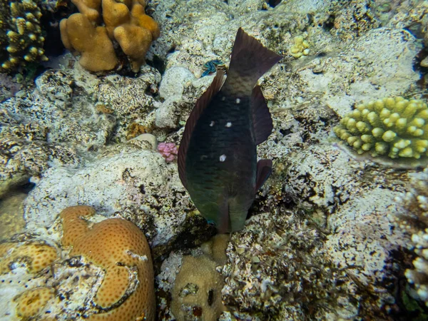 Hermosos Habitantes Del Mundo Submarino Arrecife Coral Del Mar Rojo — Foto de Stock