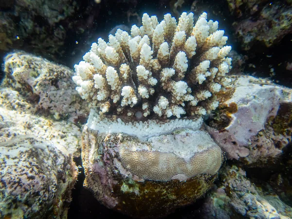 Όμορφοι Κάτοικοι Του Υποβρύχιου Κόσμου Στον Κοραλλιογενή Ύφαλο Της Ερυθράς — Φωτογραφία Αρχείου