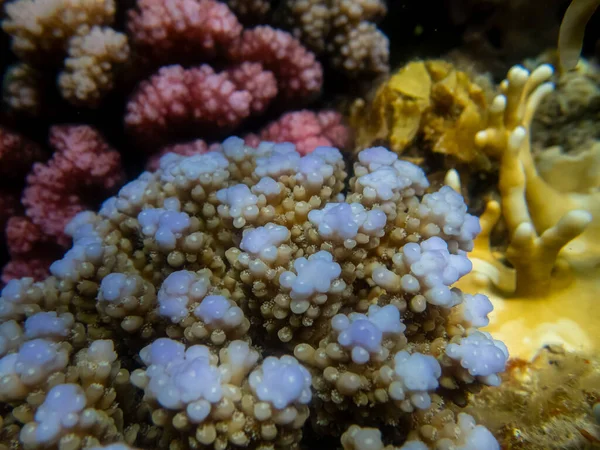 Beaux Habitants Monde Sous Marin Dans Récif Corallien Mer Rouge — Photo