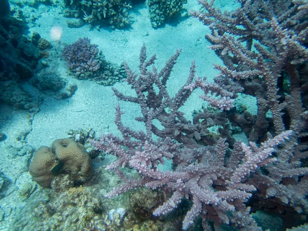 红海珊瑚礁的水下生活多姿多彩 — 图库照片