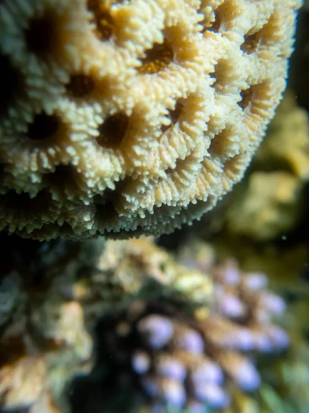 Fabulously beautiful underwater life of a coral reef in the Red Sea