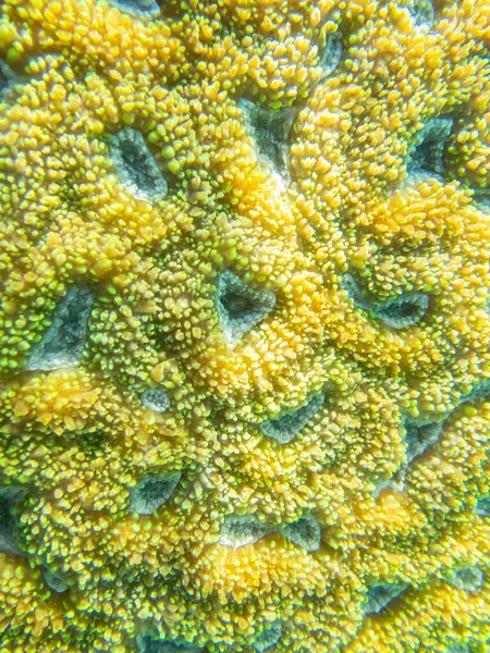 红海珊瑚礁的水下生活多姿多彩 — 图库照片