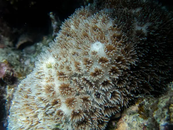 Надзвичайно Красиве Підводне Життя Коралового Рифу Червоному Морі — стокове фото