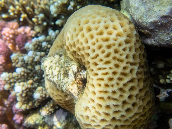 Kızıl Deniz 'deki mercan resiflerinin su altı yaşamı fevkalade güzeldir.