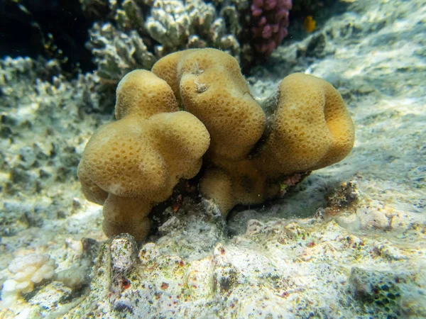 Fabulosamente Hermosa Vida Submarina Arrecife Coral Mar Rojo — Foto de Stock
