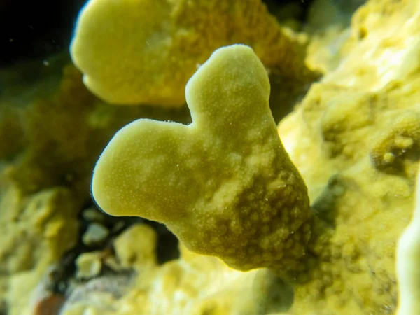 Mesésen Gyönyörű Víz Alatti Élet Egy Korallzátony Vörös Tengeren — Stock Fotó