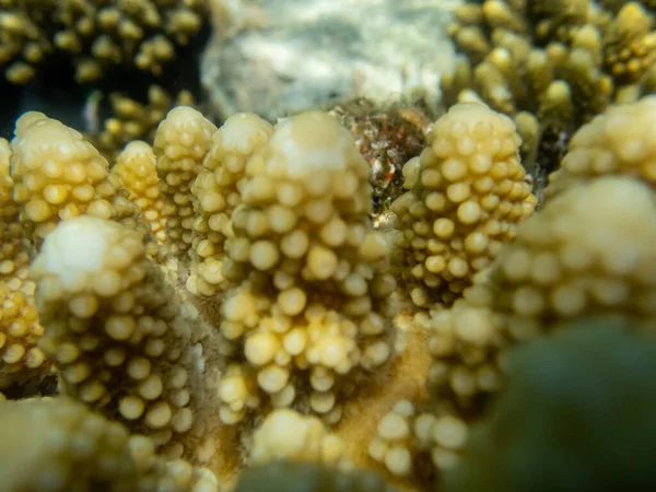 Надзвичайно Красиве Підводне Життя Коралового Рифу Червоному Морі — стокове фото