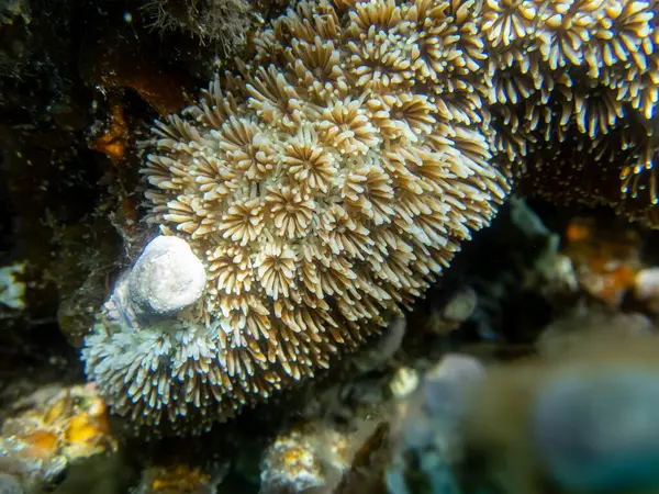 Fabuleusement Belle Vie Sous Marine Récif Corallien Dans Mer Rouge — Photo