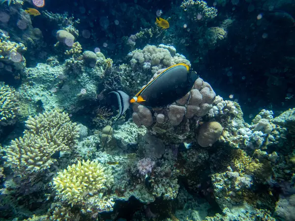 Fabulously beautiful underwater life of a coral reef in the Red Sea