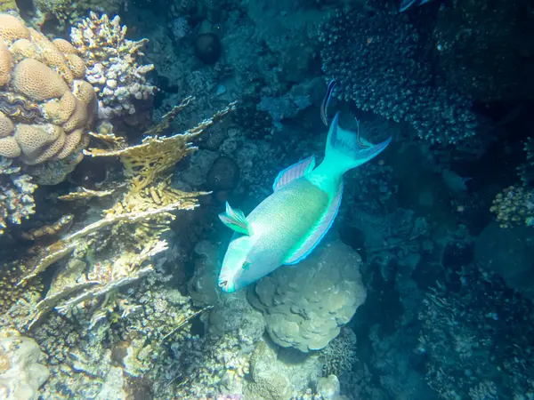 Fabelhaft Schöne Unterwasserwelt Eines Korallenriffs Roten Meer — Stockfoto