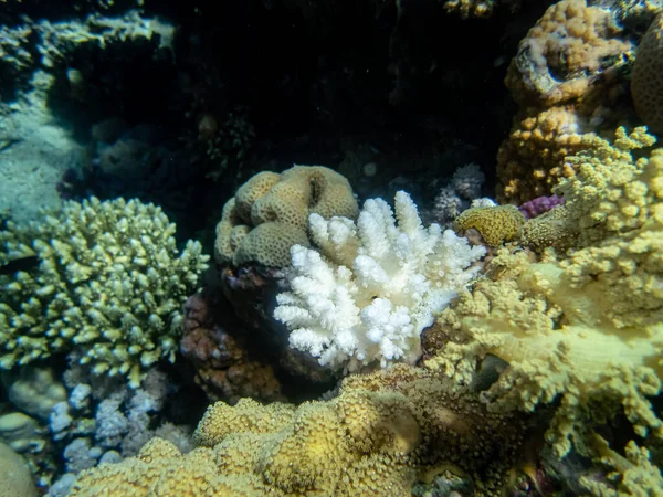 Fabulously Beautiful Underwater Life Coral Reef Red Sea — Stock Photo, Image