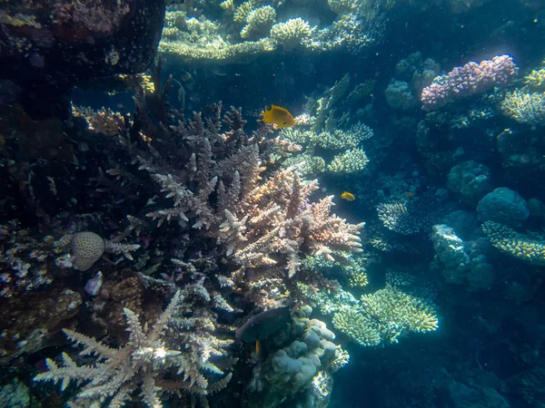 Bajecznie Piękne Podwodne Życie Rafy Koralowej Morzu Czerwonym — Zdjęcie stockowe