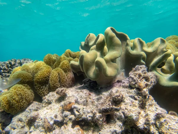Fabulously beautiful underwater life of a coral reef in the Red Sea