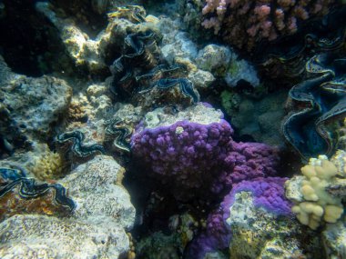 Kızıl Deniz 'deki mercan resiflerinin su altı yaşamı fevkalade güzeldir.