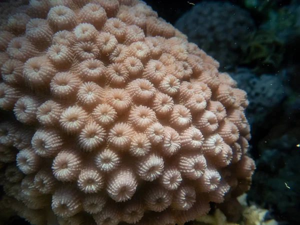 Vita Subacquea Favolosamente Bella Una Barriera Corallina Nel Mar Rosso — Foto Stock