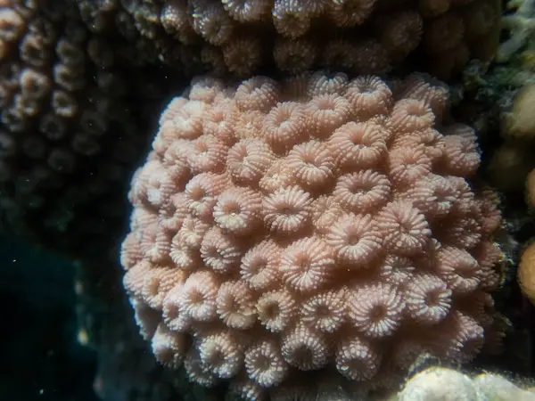 Bajecznie Piękne Podwodne Życie Rafy Koralowej Morzu Czerwonym — Zdjęcie stockowe