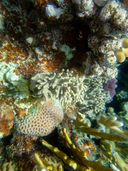 Сказочно Красивая Подводная Жизнь Кораллового Рифа Красном Море — стоковое фото