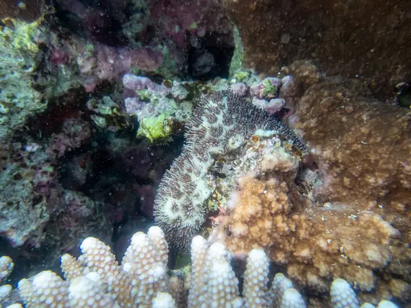 紅海のサンゴ礁の美しい水中生活 — ストック写真