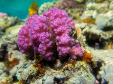 Kızıldeniz 'de yaşayanlarla birlikte mercan kayalıkları